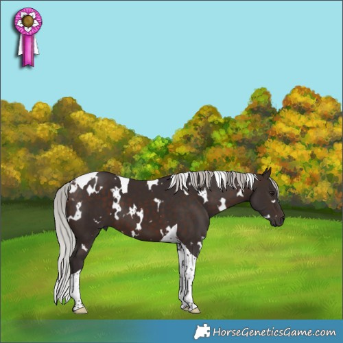 Horse Color:White Spotted Silver Brown Tobiano 