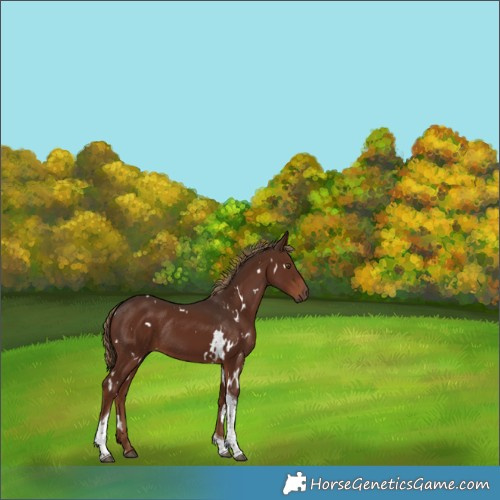 Horse Color:White Spotted Liver Chestnut Tobiano Rabicano 