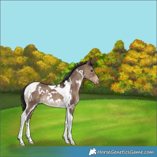 Horse Color:Plaid  White Spotted Liver Red Dun Tobiano Varnish Rabicano 
