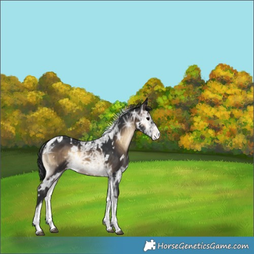 Horse Color:White Spotted Brown Ice Onyx Tobiano Varnish 