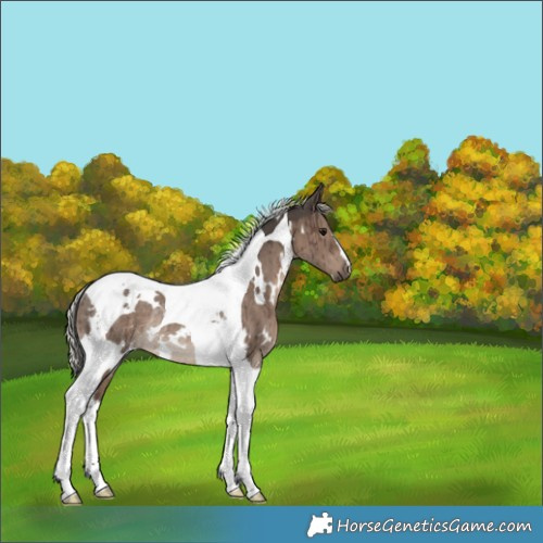 Horse Color:White Spotted Silver Grullo Tobiano Rabicano Brindle 
