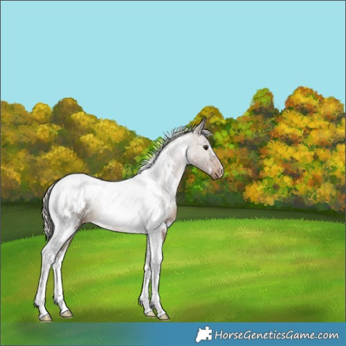 Horse Color:White Spotted Silver Brown Dun Tobiano Blanket Rabicano 