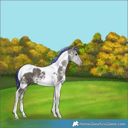 Horse Color:Painted White Spotted Grullo Tobiano Varnish 