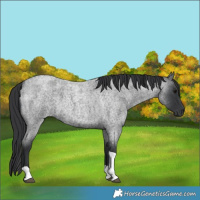 Horse Color:Blue Roan Tobiano 