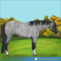 Horse Color:Blue Roan Tobiano 