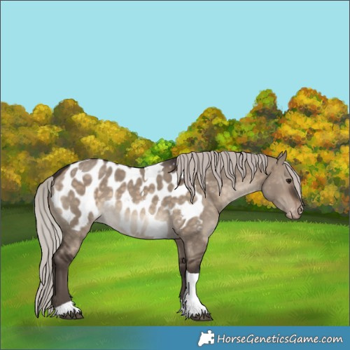 Horse Color:Silver Brown Dun Tobiano Blanket 