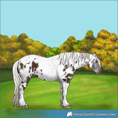 Horse Color:White Spotted Silver Brown Tobiano Appaloosa 