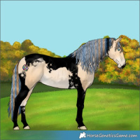 Horse Color:Void Painted Buckskin Pearl Tobiano 