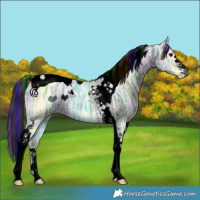 Horse Color:Void Painted Smoky Black Ice Tobiano