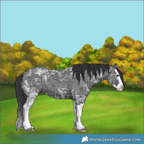 Horse Color:Black Ice Splash 
