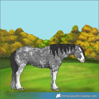 Horse Color:Black Ice Splash 