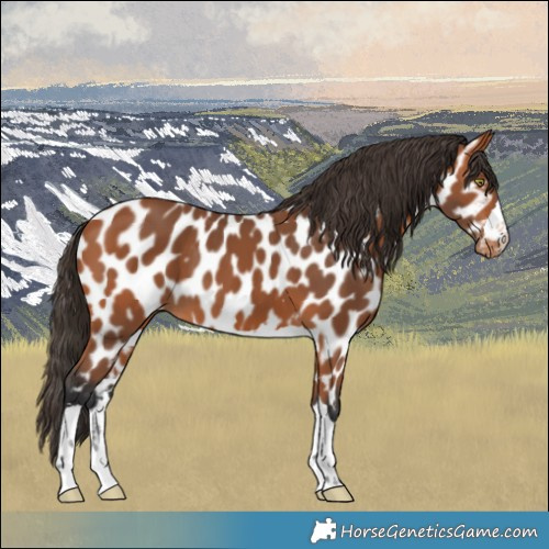 Horse Color:Bay Appaloosa 
