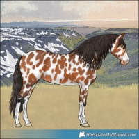 Horse Color:Bay Appaloosa 
