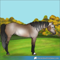 Horse Color:Gray Brown Dun 