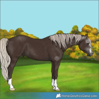 Horse Color:Gray Silver Black 