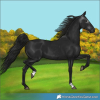 Horse Color:Gray Black 