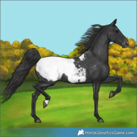 Horse Color:Black Snowcap 