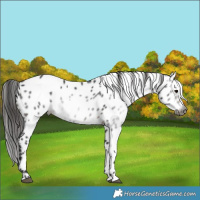 Horse Color:Gray Brown Leopard