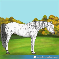 Horse Color:Gray Brown Appaloosa