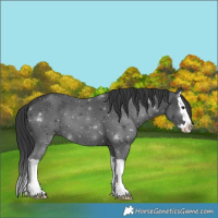 Horse Color:Black Splash 