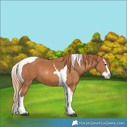 Horse Color:Chestnut Splash Tobiano 