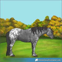 Horse Color:Black Ice Appaloosa 
