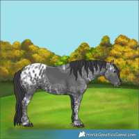 Horse Color:Black Ice Appaloosa