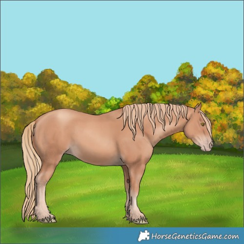 Horse Color:Gold Champagne 