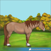 Horse Color:Red Dun