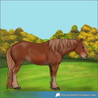Horse Color:Chestnut 