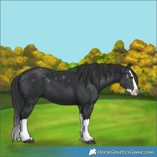 Horse Color:Black Splash 