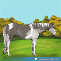 Horse Color:Silver Black Tobiano Rabicano 
