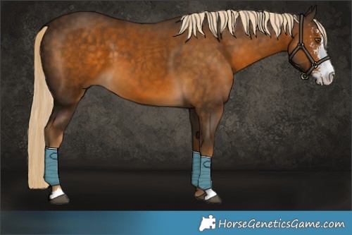 Horse Color:Chocolate Palomino Sabino 