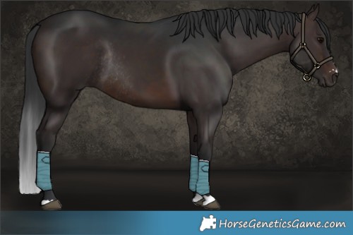 Horse Color:Brown Rabicano