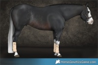 Horse Color:Brown Sabino Splash Rabicano 