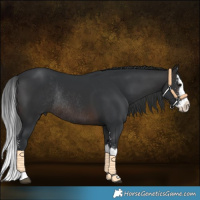 Horse Color:Brown Sabino Splash Rabicano