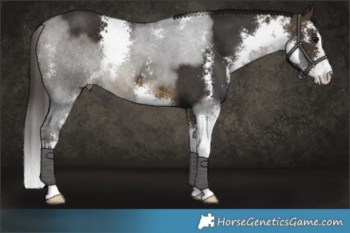 Horse Color:Buckskin Sabino 