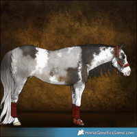 Horse Color:Buckskin Sabino