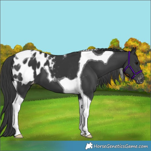 Horse Color:Black Tobiano Appaloosa 