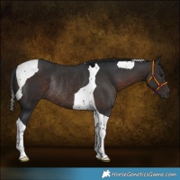 Horse Color:Brown Tobiano Rabicano 