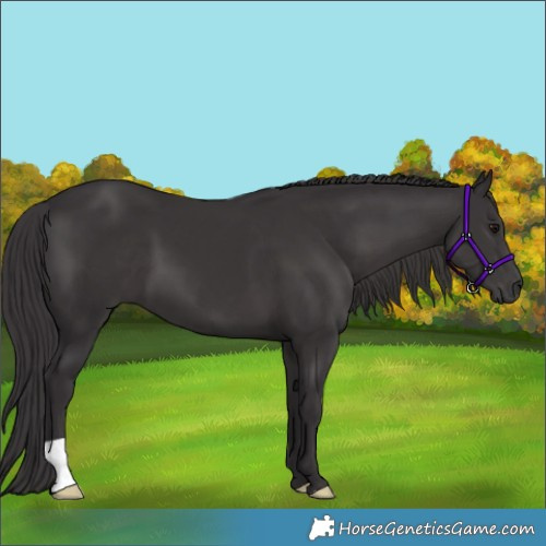 Horse Color:Smoky Black