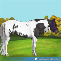 Horse Color:Smoky Black Tobiano Blanket 