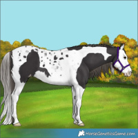 Horse Color:Smoky Black Splash Tobiano Appaloosa 