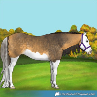Horse Color:Buckskin Splash 