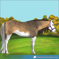 Horse Color:Buckskin Splash 