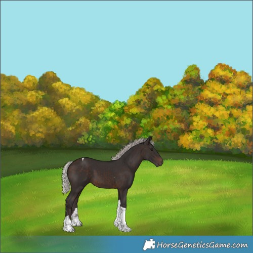 Horse Color:Silver Brown Tobiano 