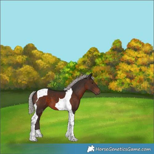 Horse Color:Silver Brown Tobiano 