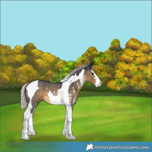 Horse Color:Silver Buckskin Sabino Splash Tobiano 