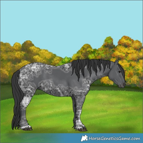 Horse Color:Black Ice 
