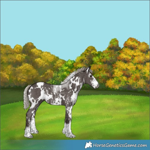 Horse Color:Gray White Spotted Silver Black Sabino